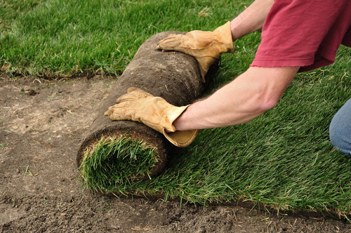 Frank Landscapes Gardening Tree Lopping